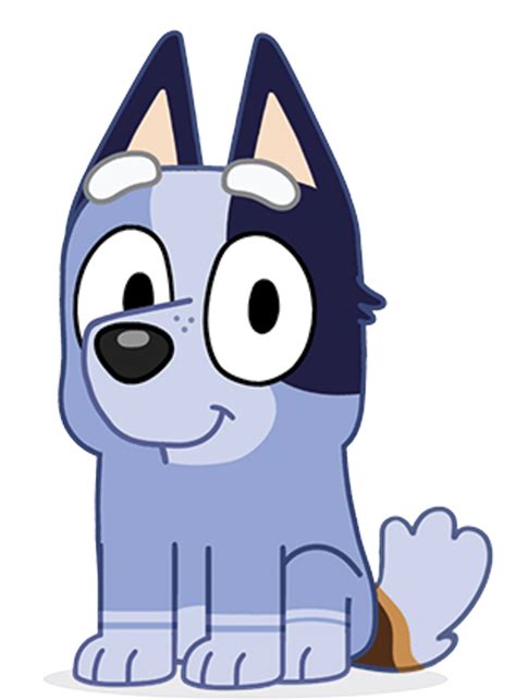 how old is socks from bluey